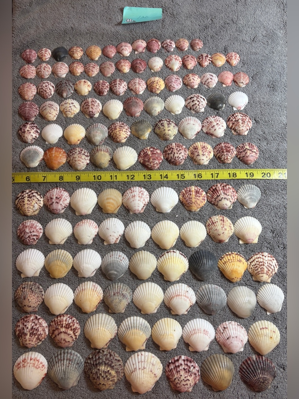 120 - Sanibel Island Scallop Seashell Collection.  Great for crafters!!